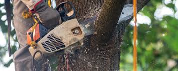 Reliable Shively, KY  Tree Services Solutions